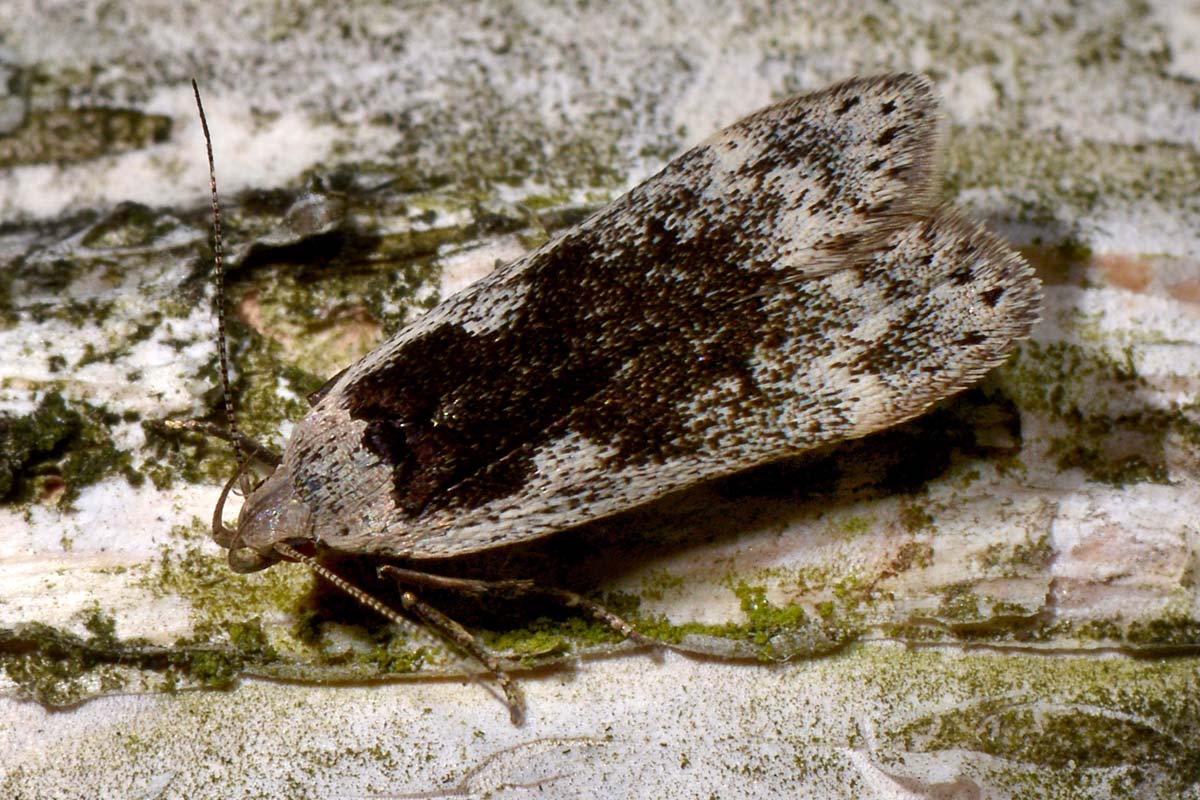 Gelechiidae? S -  Anacampsis  blattariella